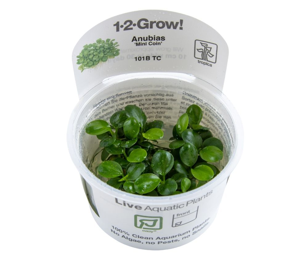 Anubias barteri (Mini Coin)